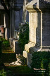 Cimitero Acattolico (55)