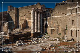 Foro Romano (146)