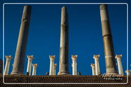 Roman Forum (156)