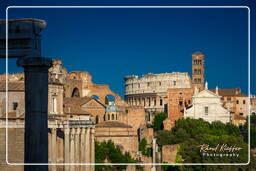 Foro Romano (157)