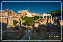 Foro Romano (158)