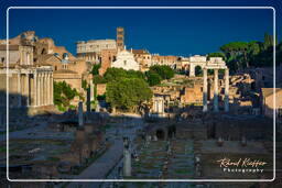 Foro Romano (161)