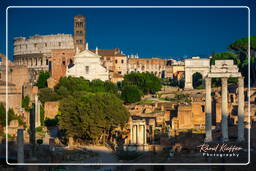 Foro Romano (162)