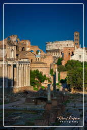 Foro Romano (163)