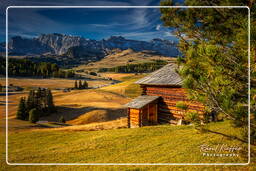 Dolomiti (898) Seiser Alm - Catinaccio (3.001 m)