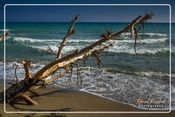 Marina di Alberese (6)