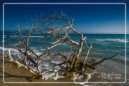 Marina di Alberese (13)