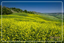 Paisajes de la Toscana (9)