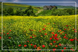 Paisajes de la Toscana (39)