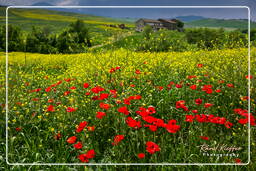 Paisajes de la Toscana (41)