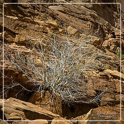 Wadi Rum (23)