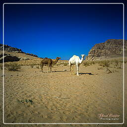 Wadi Rum (33)