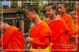 Luang Prabang Almosen für die Mönche (225)