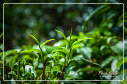 Bolaven Plateau (20) Tea