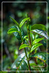 Bolaven Plateau (25) Tea