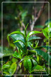 Bolaven Plateau (27) Tea