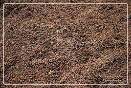 Coffee, Bolaven Plateau (59)