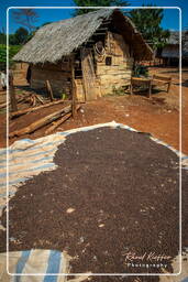 Coffee, Bolaven Plateau (64)