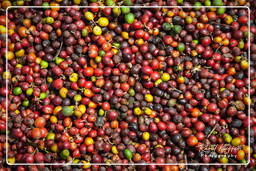 Coffee, Bolaven Plateau (72)