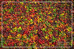 Coffee, Bolaven Plateau (80)