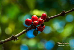 Bolaven-Plateau (131) Kaffee