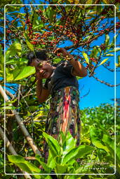 Bolaven Plateau (140) Coffee