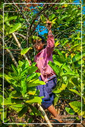 Bolaven Plateau (150) Coffee