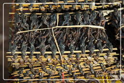 Grilled frogs, Pha Pheng waterfalls (36)