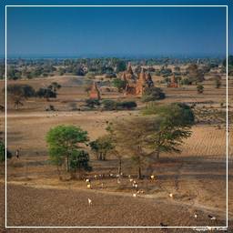 Birmanie (268) Bagan