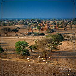 Birmanie (268) Bagan