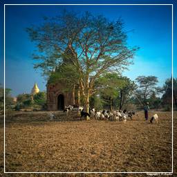 Birmanie (345) Bagan