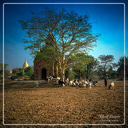 Birmania (345) Bagan