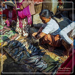 Myanmar (577) Inle - Fish market