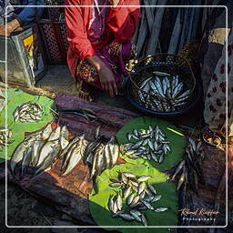 Myanmar (579) Inle - Fish market