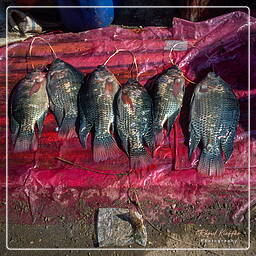 Myanmar (588) Inle - Fish Market