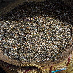 Myanmar (597) Inle - Fish market