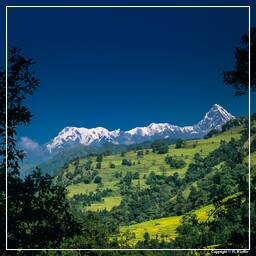 Annapurna Fernwanderweg (12)