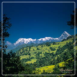 Tour des Annapurnas (12)