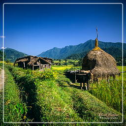 Tour des Annapurnas (21)