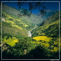 Annapurna Fernwanderweg (66)