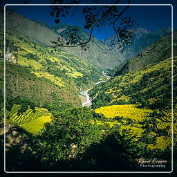 Annapurna circuit (66)