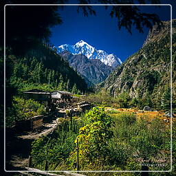 Annapurna Fernwanderweg (84) Annapurna II (7.937 m)