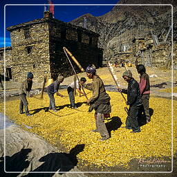 Gyaru, Annapurna circuit (123)