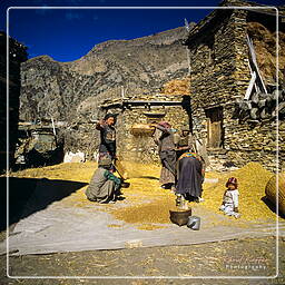 Gyaru, Annapurna circuit (125)