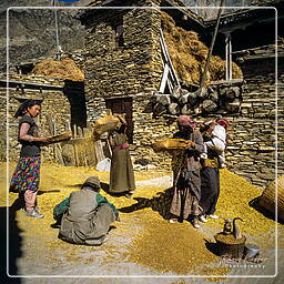 Gyaru, Annapurna circuit (126)