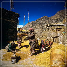Gyaru, Annapurna circuit (128)