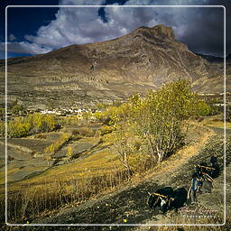 Tour des Annapurnas (197) Muktinath (3 800 m)