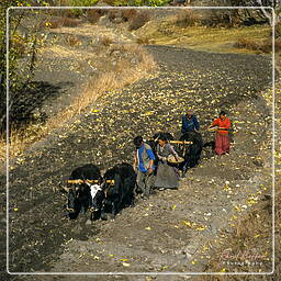 Muktinath (3,800 m), Annapurna circuit (200)