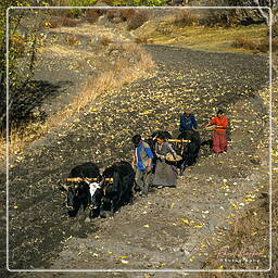 Annapurna Fernwanderweg (200) Muktinath (3.800 m)