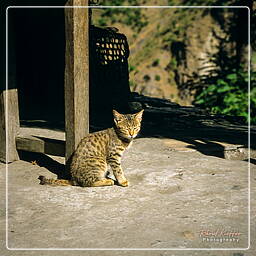 Annapurna circuit (269)